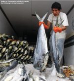 Sheldon Fish Peru In a league of its own - The Banker